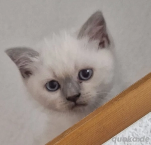 3 British Kurzhaar Kitten in point suchen liebevolles zu Hause 