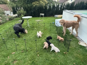 F2 Goldendoodle Welpen (noch 4 verfügbar)