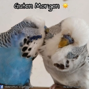 Nymphensittiche,  jung, gesucht!