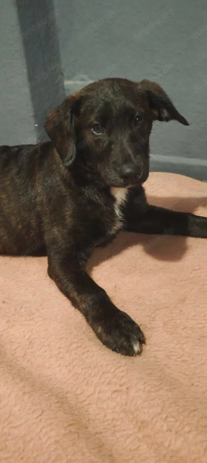 Appenzeller Labrador mix 