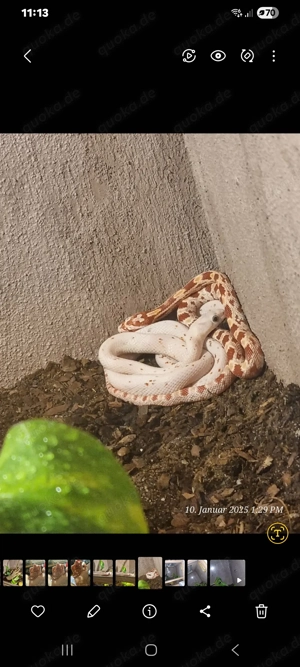 2 Kornnatter female - palmetto + Pantherophis guttatus HYPO