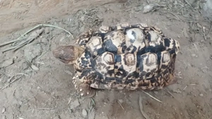 4-5 jährige Pantherschildkröten aus Eigenzucht zu verkaufen