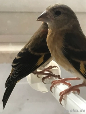 Kapuzenzeisig Pärchen jung