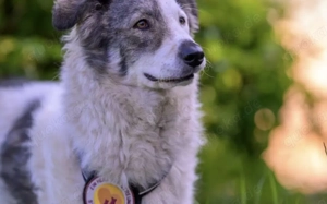 Lana sucht ein Zuhause