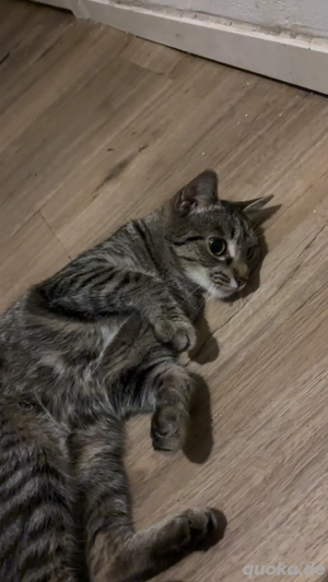 Meine süsse Katze Nala