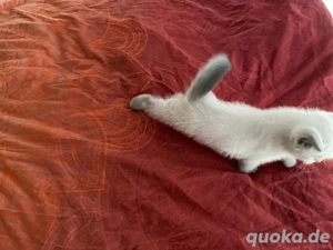 britisch Kurzhaar Bluepoint