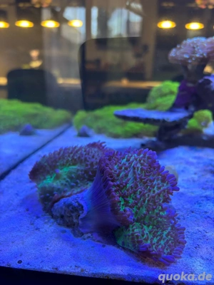 Rhodactis Scheibenanemone