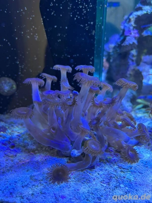 Zoanthus sp.