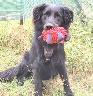 ARYS, fröhlich, verspielt und freundlich