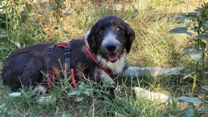 MALEENE, eine total freundliche, ausgeglichene, eher ruhige und anhängliche Hündin Bild 3