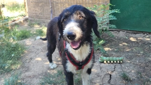 MALEENE, eine total freundliche, ausgeglichene, eher ruhige und anhängliche Hündin Bild 2