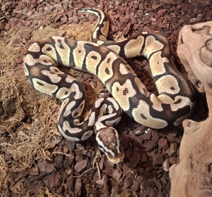 Königspython Pastell Clown männlich mit Terrarium