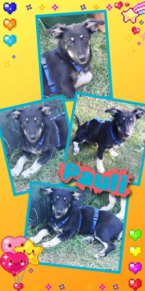 kinderlieber, menschenbezogener,lieber Hundejunge "Pauli" sucht ein Zuhause -auch Katzen verträglich