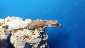 Junge Kronengeckos abzugeben