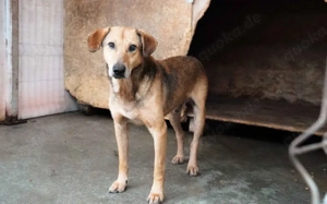 Verunsicherter Karlo sucht seinen sicheren Hafen