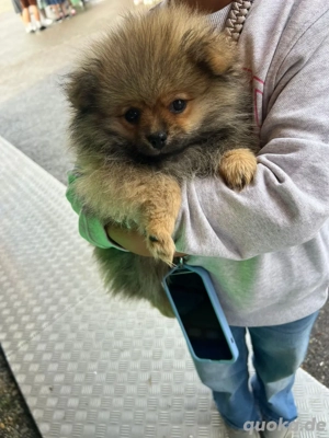 Pomeranian welpen 