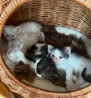 Süsse Main Coon Mix Kitten abzugeben 