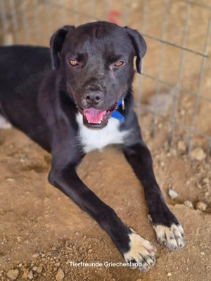 Onyx ein schwarzer Schatz sucht sein Für-immer-Zuhause