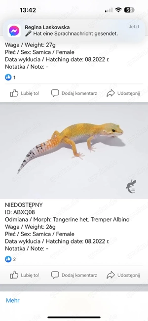 3 Leopardgeckos Weibchen inkl. Terrarium