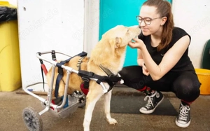 Ein großes Herz für Rollihund Peco gesucht Bild 5