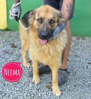 Neema, wunderhübsche Schäferhündin