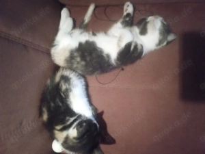 Kätzchen  ,Mixkätzchen  Hauskätzchen  Bild 9