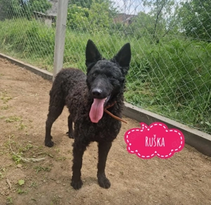 Ruska, wunderhübsche und außergewöhnlich intelligente Kroatische Schäferhündin