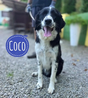 Coco, lieber und junger Mischlingsrüde, Typ großer Border Collie
