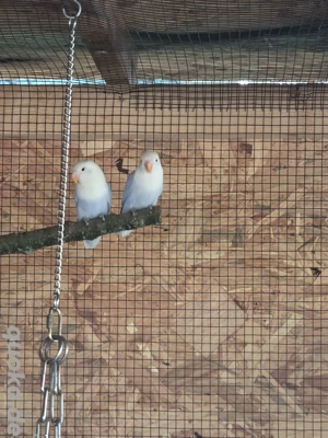 unzertrennlich agaporniden 