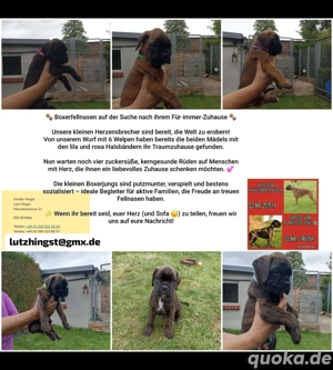 Boxer Welpen