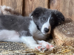 Bordercolliewelpen von privat