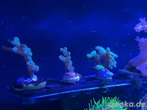 Korallenableger Seriatopora caliendrum