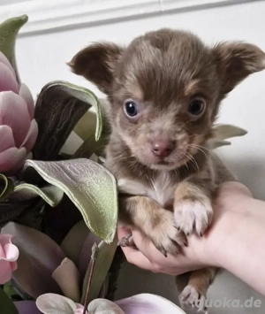 Chihuahua-Welpe 