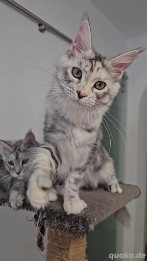 Maine-Coon Kitten Mädchen silver torbie tabby mit Stammbaum