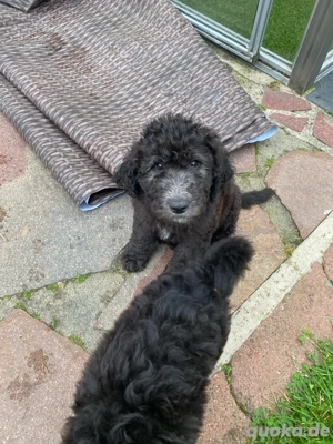 Labradoodle Welpen 