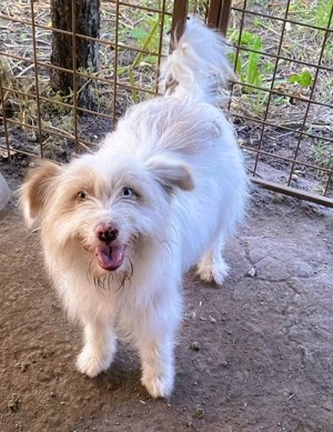 Wuscheltraum Berti   ist ein toller Schatz und so orginell