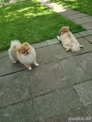 Teddybär Pomeranian Zwergspitz Welpe zu verkaufen Weibchen