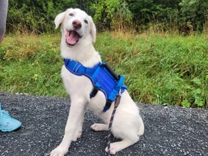 Pio sucht sein Zuhause