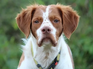 Bill sucht sein Zuhause