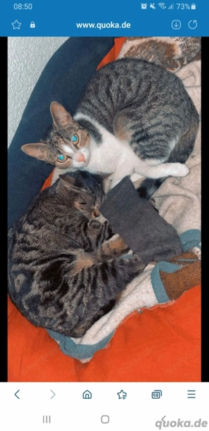 Katzen  Mädchen beide