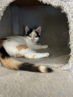 Ragdoll-BKH Kitten  2x  geimpft, mehrmsls  entwurmt & mit Starterpaket