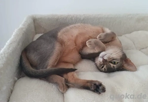 reinrassige Abessinier Katze in seltenem blau mit Stammbaum