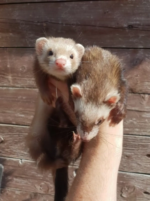 Frettchen Welpen Siam Iltis Frettchenwelpen Jungtiere 