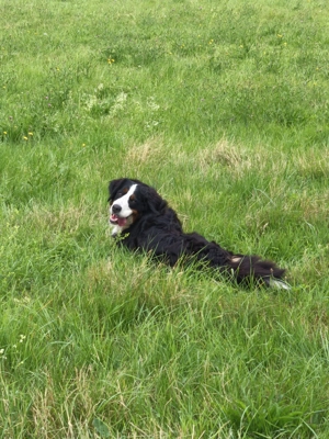 Suche Berner Sennenhund Deckrüde