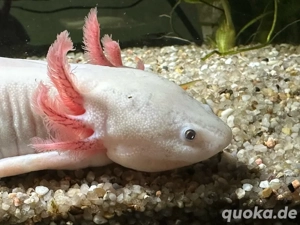 Axolotl Jungtiere aus MV , Tierversand