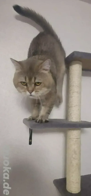 Golden Shaded BKH Deckkater 