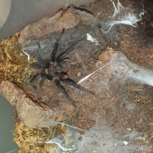 1.0 Lasiocyano sazimai mit Rh