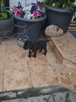 Weimaraner  Pittbull Mix Welpen 