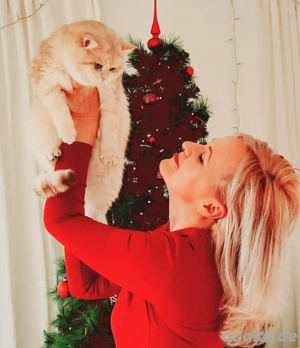 Champion Deckkater BKH Blue Golden mit Stammbaum Bild 2