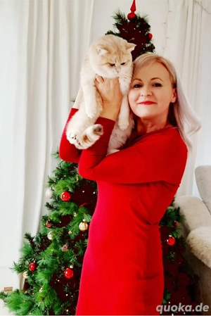 Champion Deckkater BKH Blue Golden mit Stammbaum Bild 3